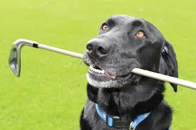 Teaching an Old Dog New Tricks, John Hughes Golf, Orlando Golf Lessons, Best Orlando Golf Schools, Best Orlando Junior Golf Lessons, Best Orlando Junior Golf Schools, Best Orlando Ladies Golf Lessons